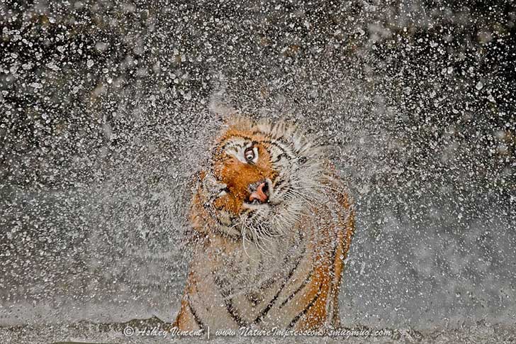 photo-22336915