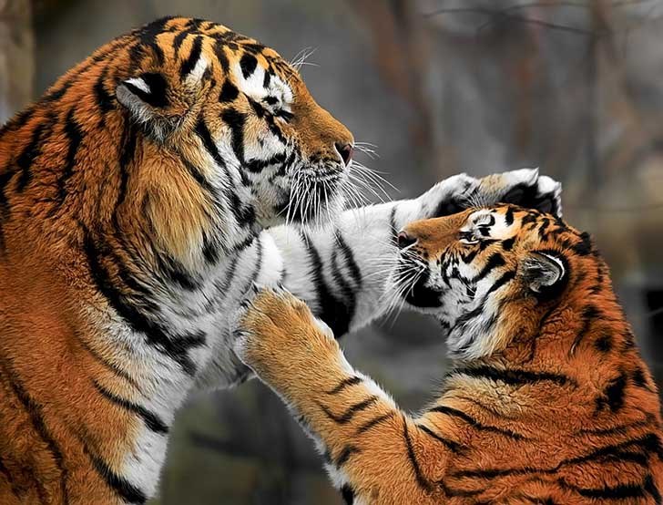 photo-3202560
