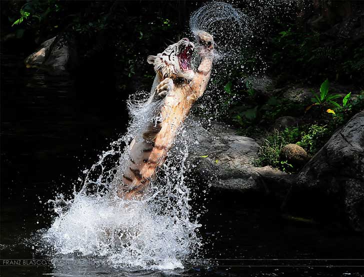 photo-42833282