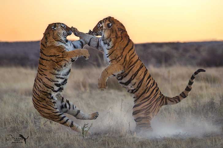 photo-43483238