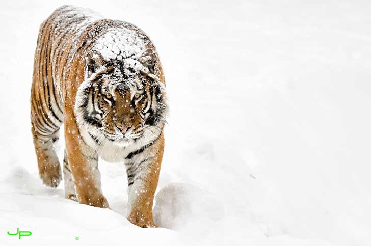 photo-60262546