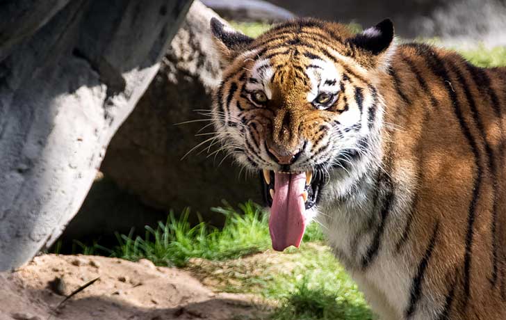photo-61722835