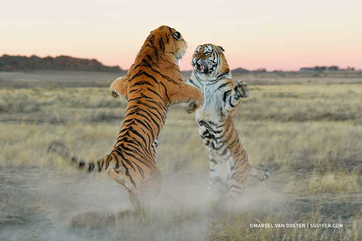 photo-68974051
