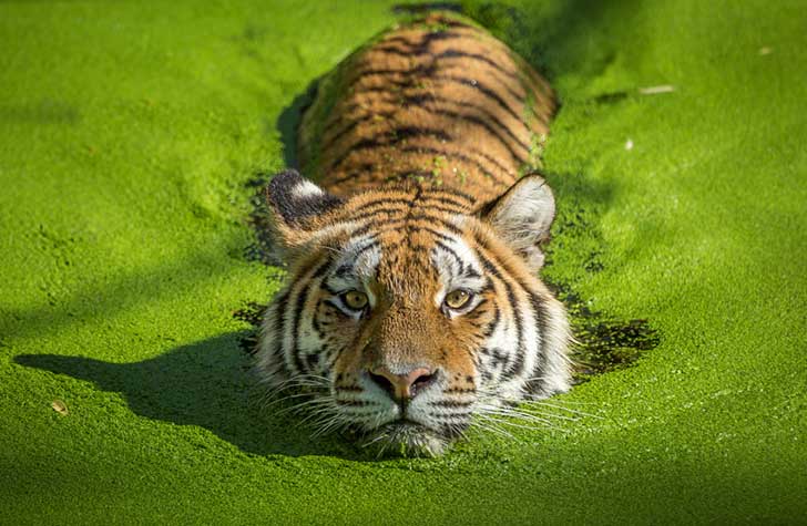 photo-79137217