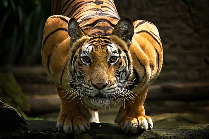 photo-89121477