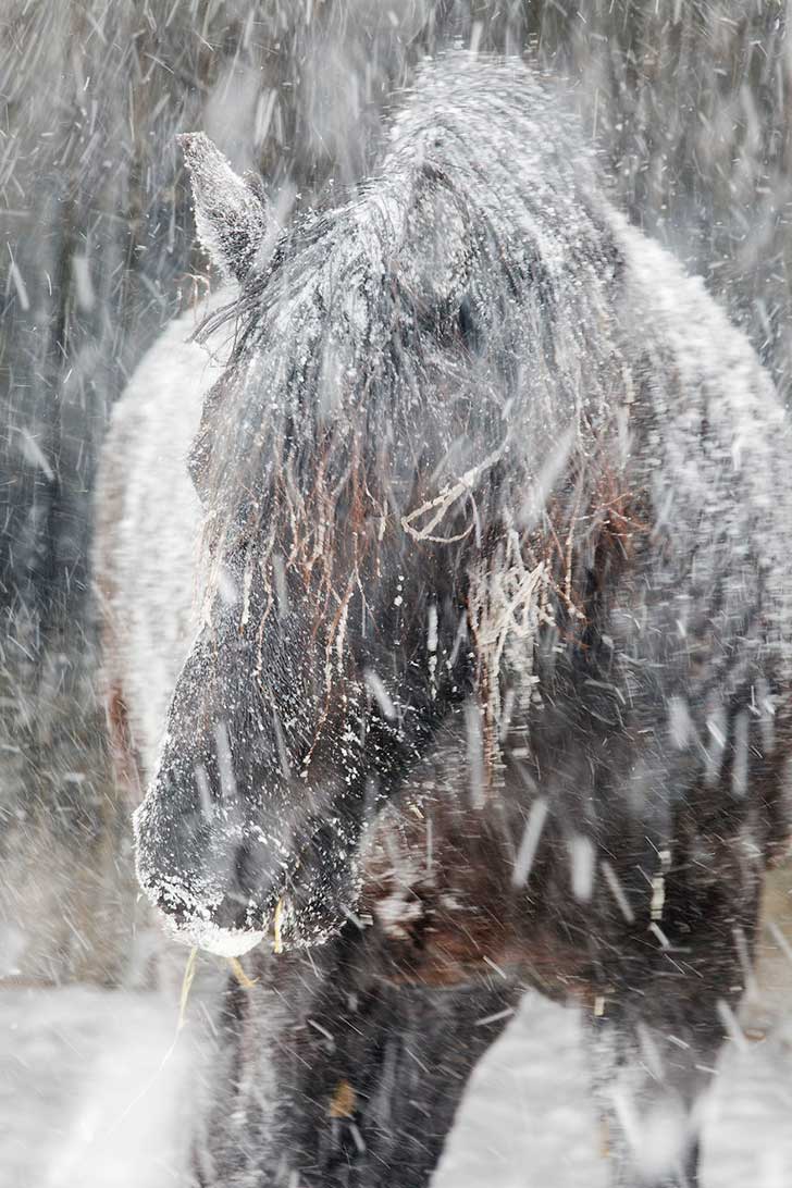i-photograph-beautiful-friesian-horses-all-year-long-10__880