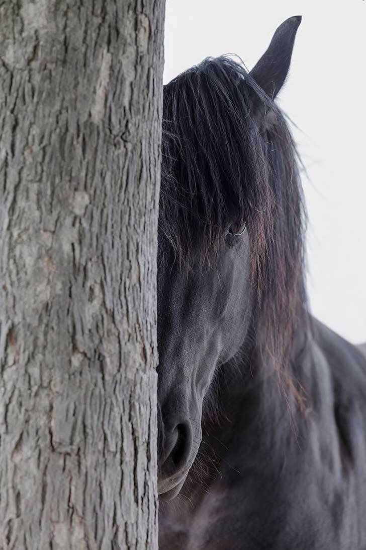 i-photograph-beautiful-friesian-horses-all-year-long-11__880