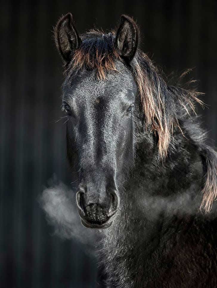 i-photograph-beautiful-friesian-horses-all-year-long-12__880