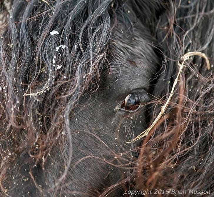 i-photograph-beautiful-friesian-horses-all-year-long-2__880