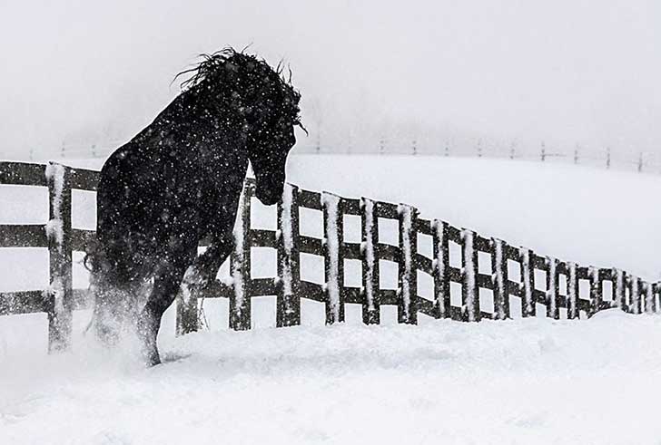i-photograph-beautiful-friesian-horses-all-year-long-3__880