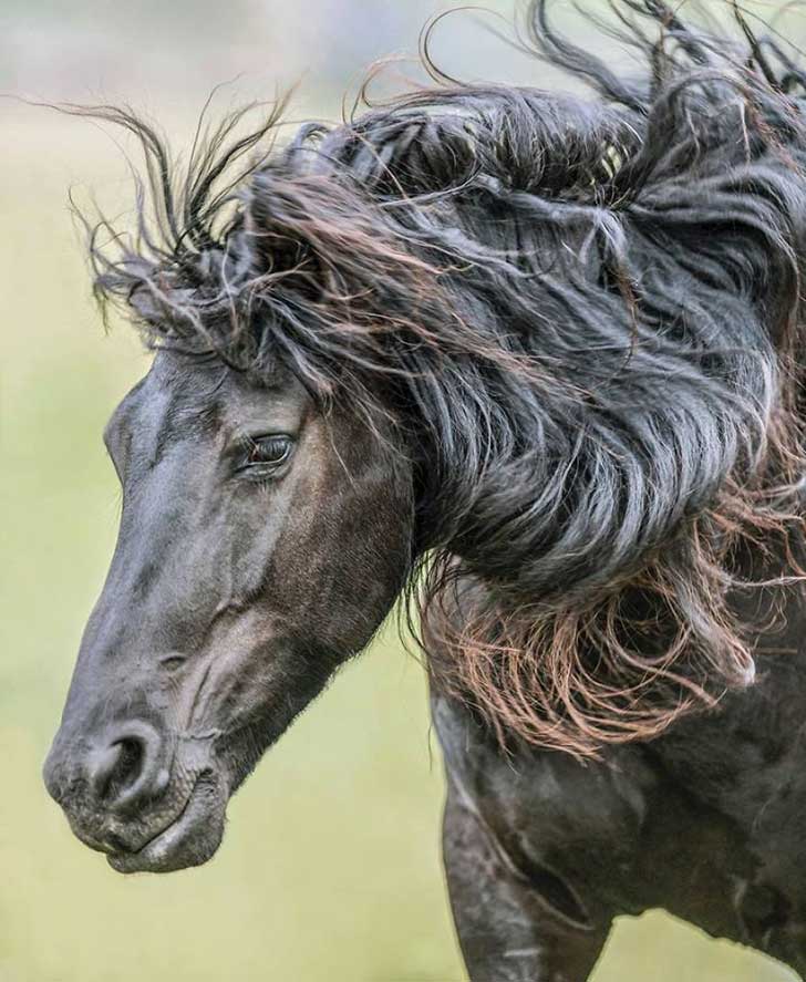 i-photograph-beautiful-friesian-horses-all-year-long-4__880