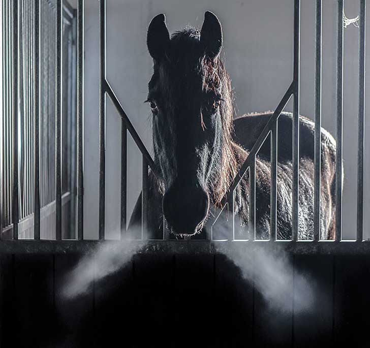 i-photograph-beautiful-friesian-horses-all-year-long-5__880