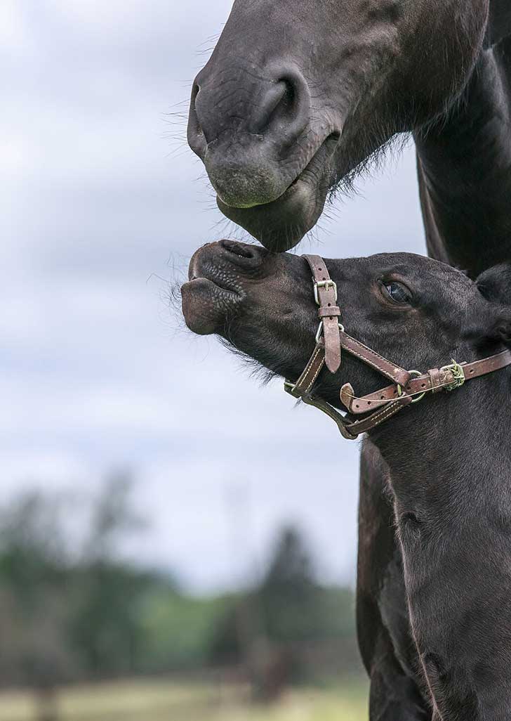 i-photograph-beautiful-friesian-horses-all-year-long-6__880
