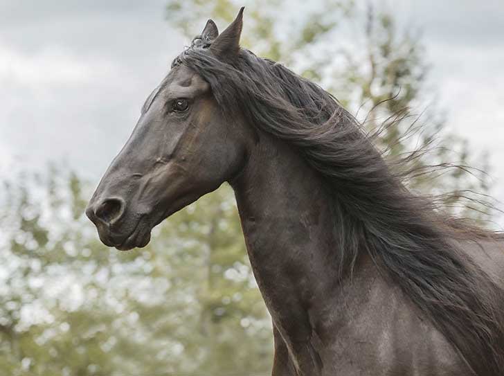i-photograph-beautiful-friesian-horses-all-year-long-7__880