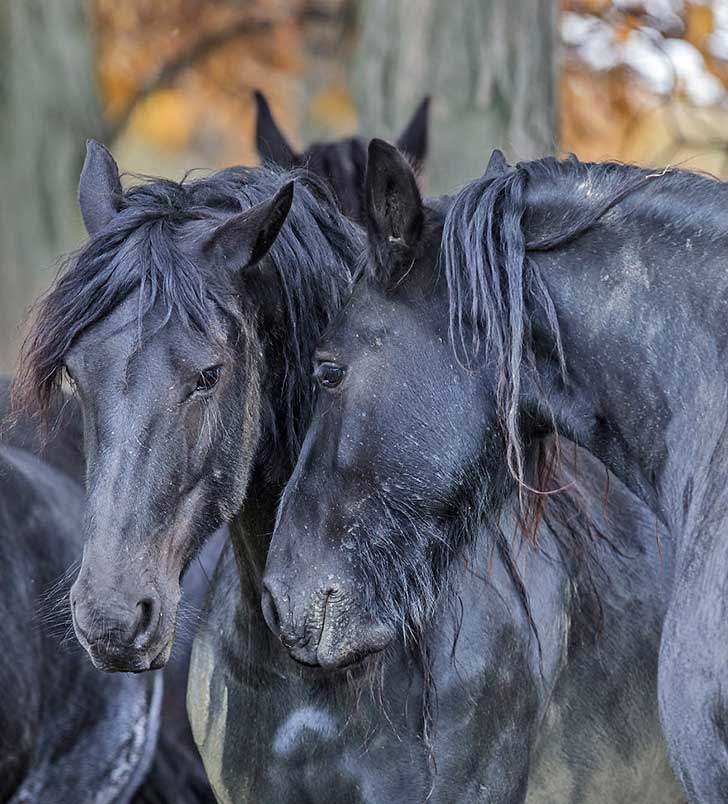 i-photograph-beautiful-friesian-horses-all-year-long-8__880