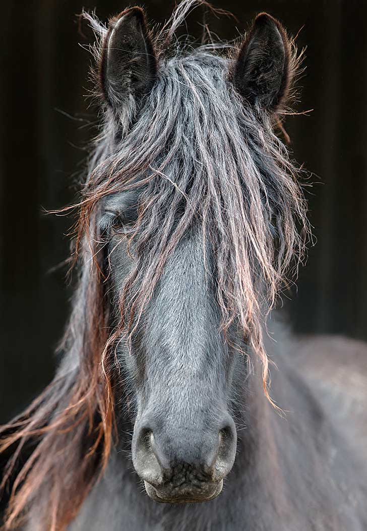 i-photograph-beautiful-friesian-horses-all-year-long-9__880