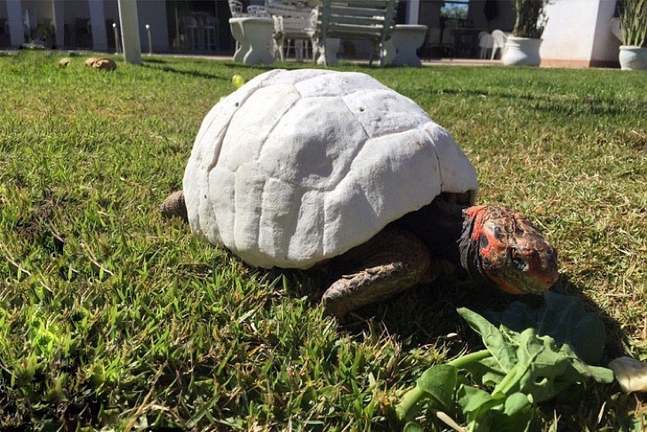 tortoise-3d-printed-shell-freddy-2