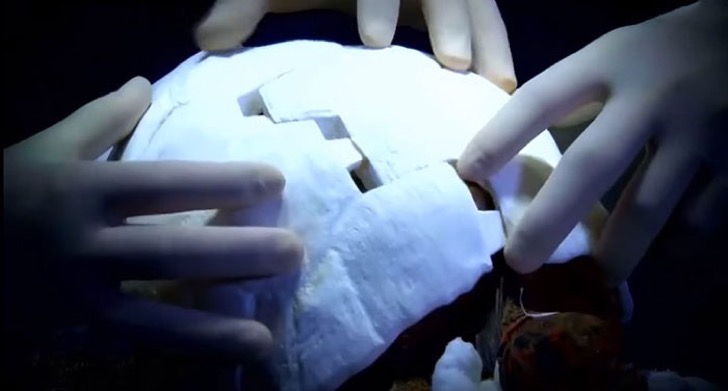 tortoise-3d-printed-shell-freddy-8