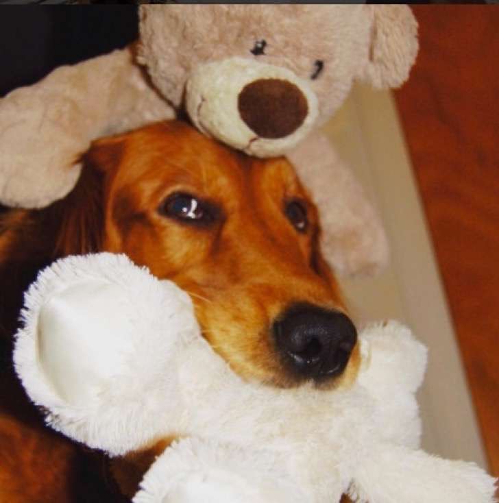 Este Perro Abrazador Est Revolucionando Las Redes Sociales Todo El 