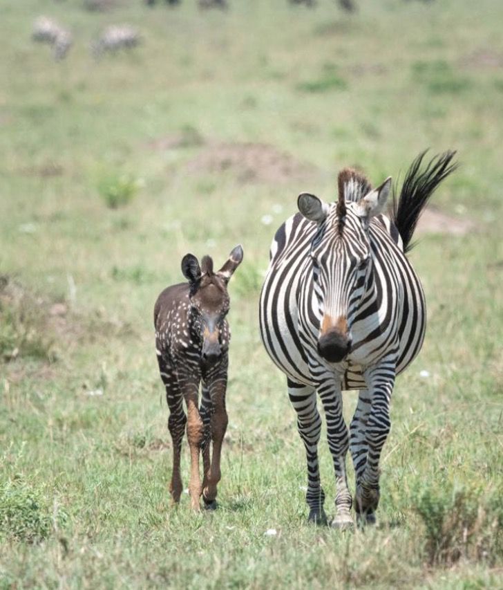 Una Cebra Beb Con Puntos En Vez De Rayas Fue Vista En Kenia Creyeron 