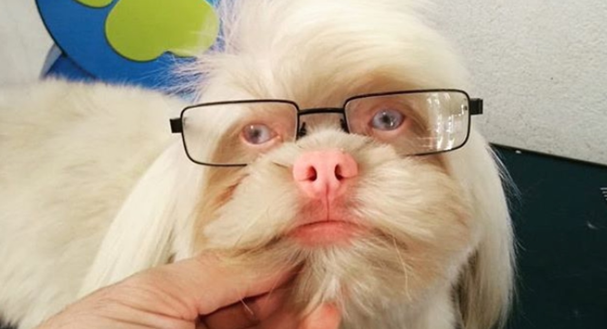 Este perro albino con cara de humano es realmente inquietante de ver. ¡Su parecido impacta! Upsocl