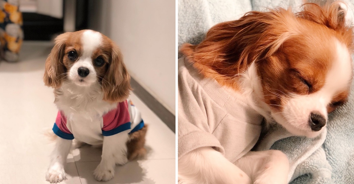 10 Fotos De Nessa La Diminuta Perrita De Dos A os Que Parece Una 