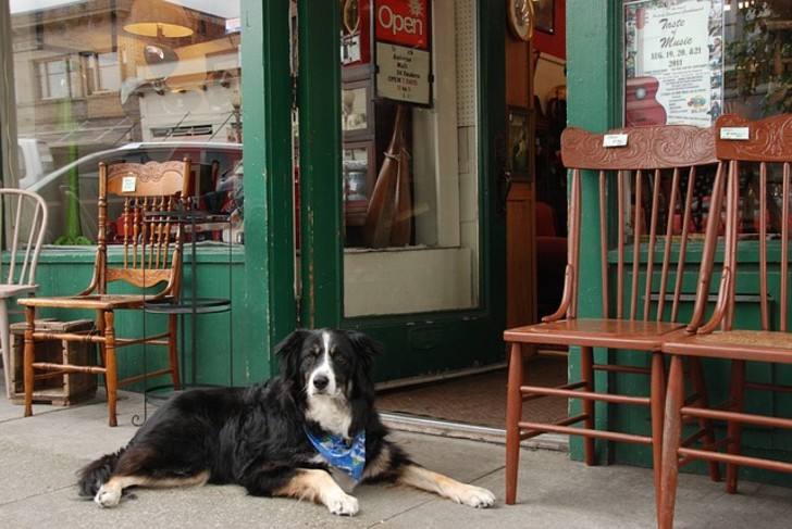 Mon Chien C Est Quelqu Un Abbeville